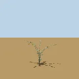 3D model of the Sodom apple