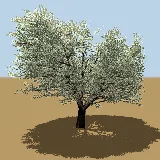 3D model of the Common spike-thorn