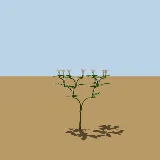 3D model of the Thorn apple