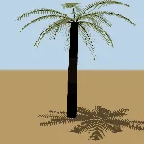 3D model of the Common tree fern