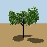 3D model of the Tree wisteria