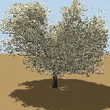 3D model of the White raisin
