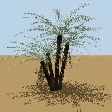 3D model of the Wild date palm