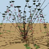 3D model of the Bushveld grape