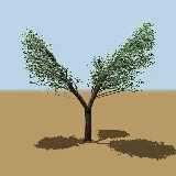 3D model of the Wild olive